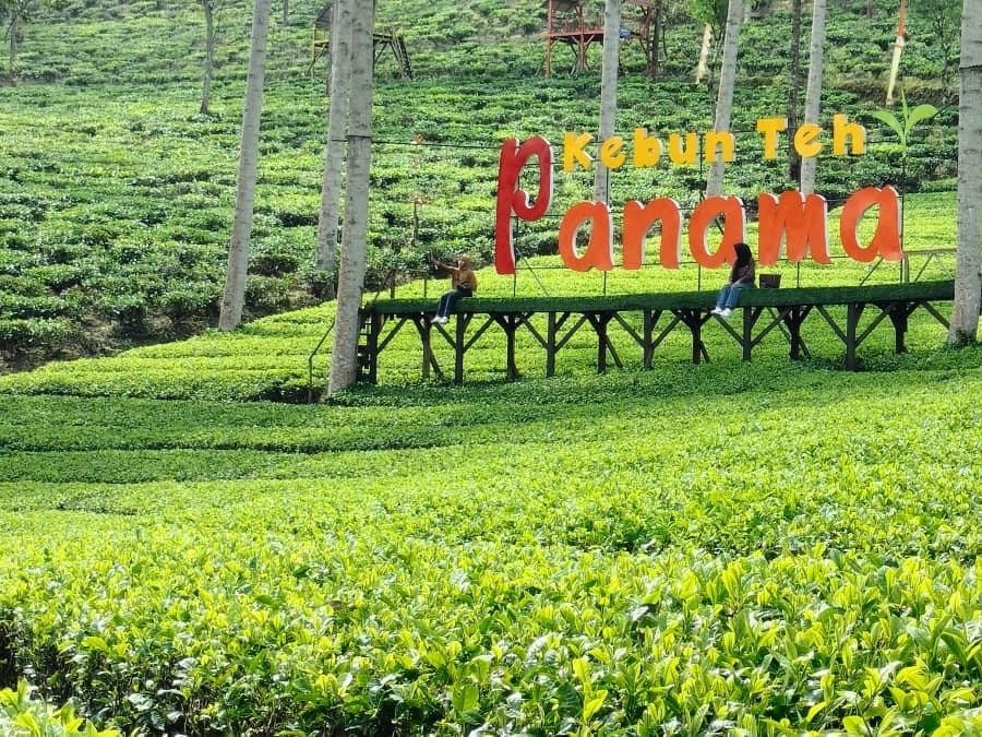 Kebun Teh Panama - Wonosobo Regency